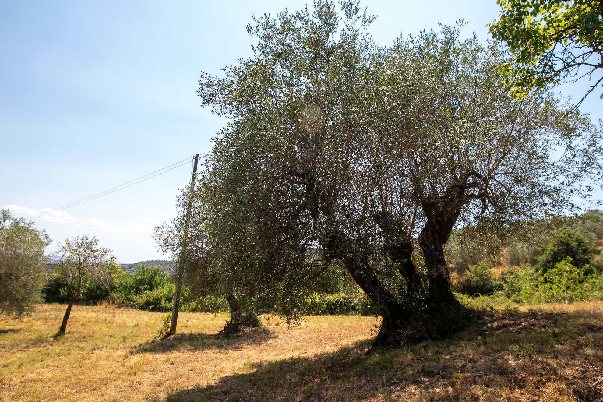 Immobile a Castiglione della Pescaia – foto 24